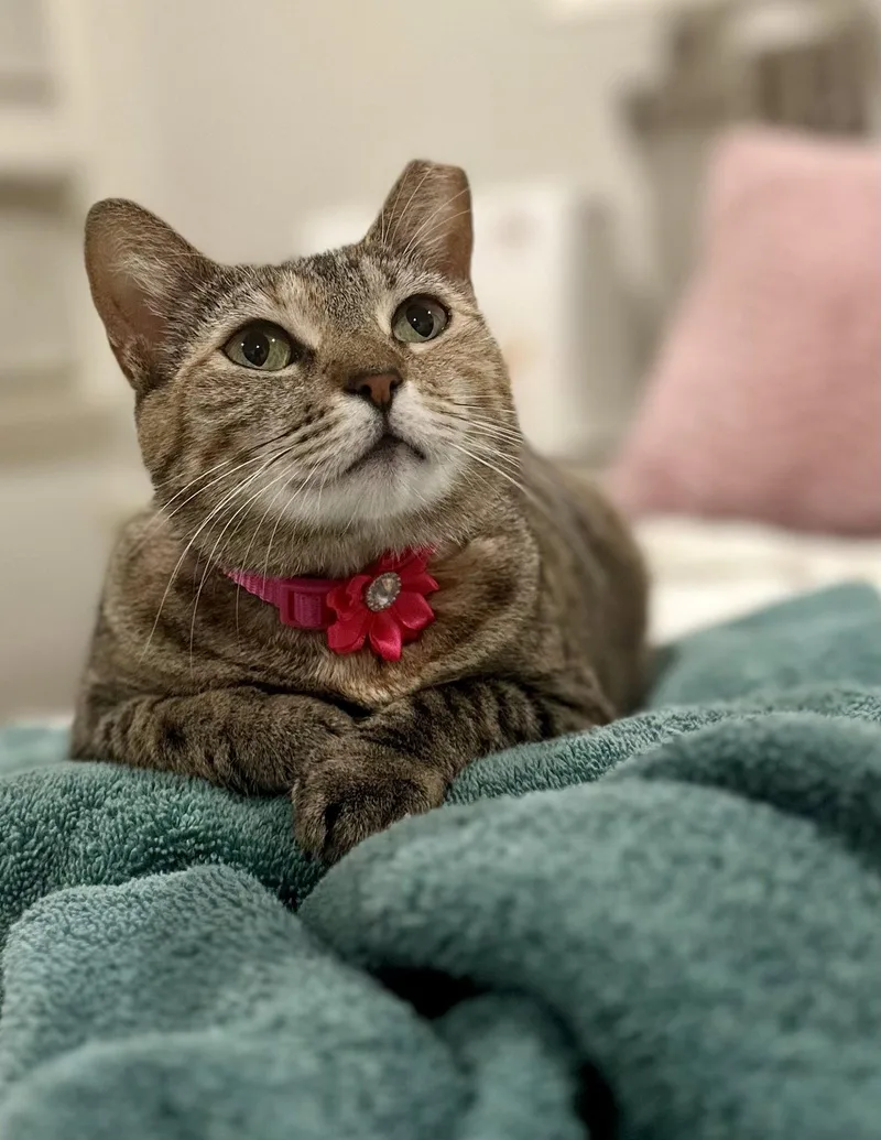 An adult small-sized female Domestic Short Hair cat named Penny for adoption in Long Beach, CA