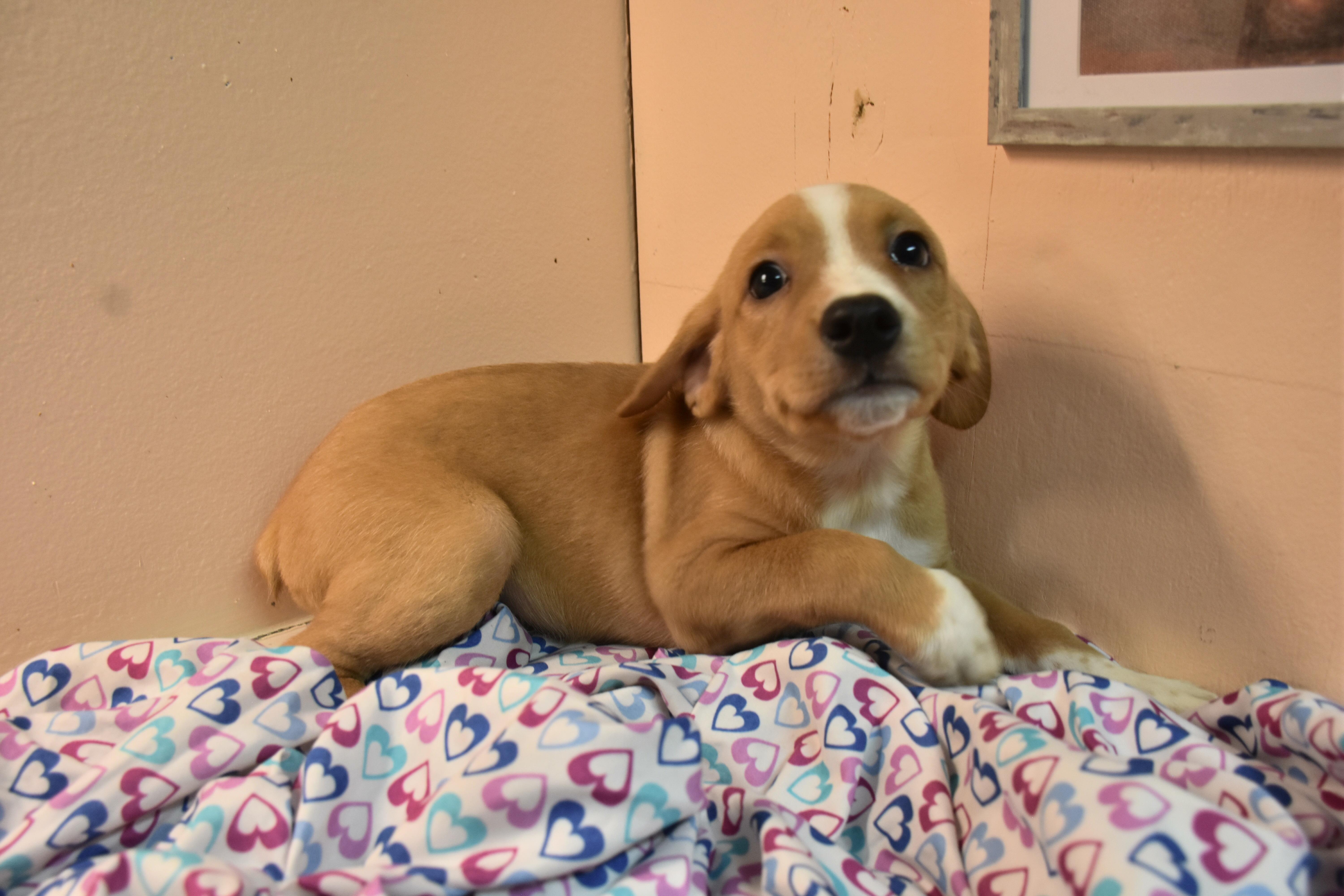 A baby medium-sized male Yellow / Tan / Blond / Fawn Beagle dog named Gladiator for adoption in North Judson, IN