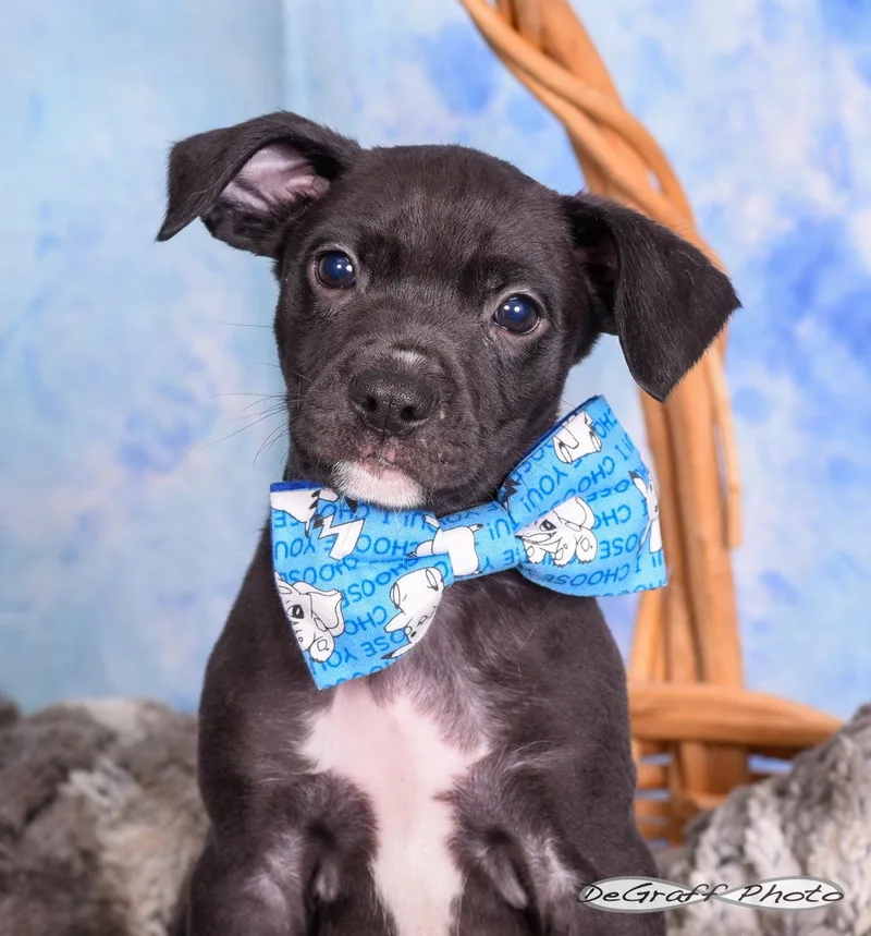 A baby large-sized male Labrador Retriever dog named Luke for adoption in Pittsboro, NC