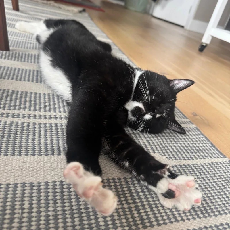 An adult medium-sized male Black & White / Tuxedo Domestic Short Hair cat named Scrabble for adoption in Brooklyn, NY