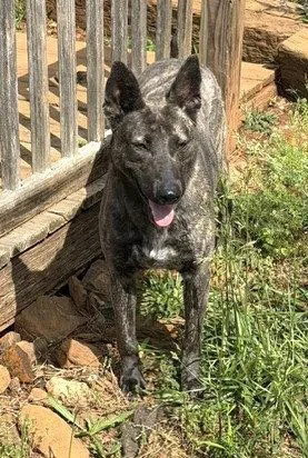 A young medium-sized female Dutch Shepherd dog named Cyrano for adoption in Carrollton, GA