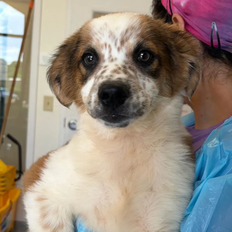 A baby small-sized male White / Cream Cattle Dog dog named Heman for adoption in Nashville, TN