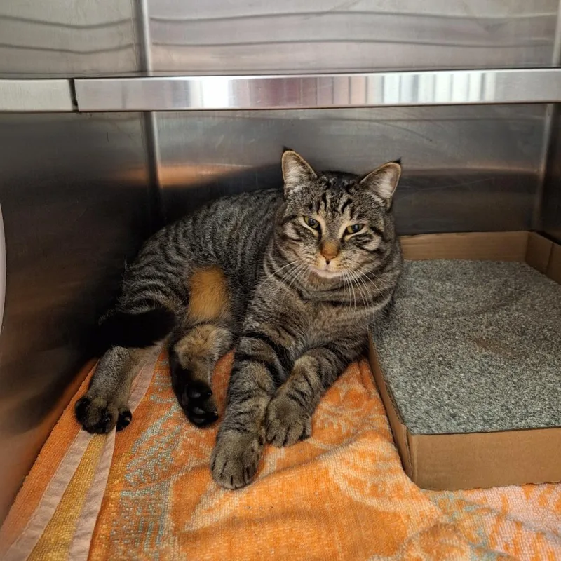 An adult large-sized female Gray / Blue / Silver Domestic Short Hair cat named Yarisay for adoption in Delaware, OH