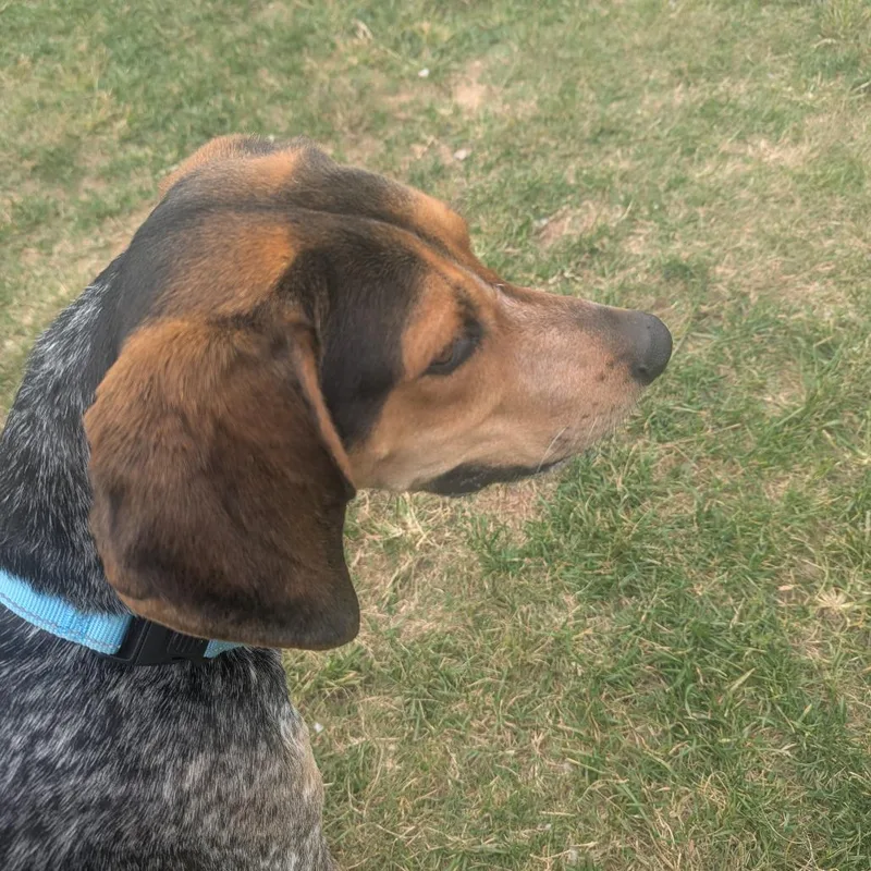 An adult medium-sized male Hound dog named Steven for adoption in Harrisonburg, VA