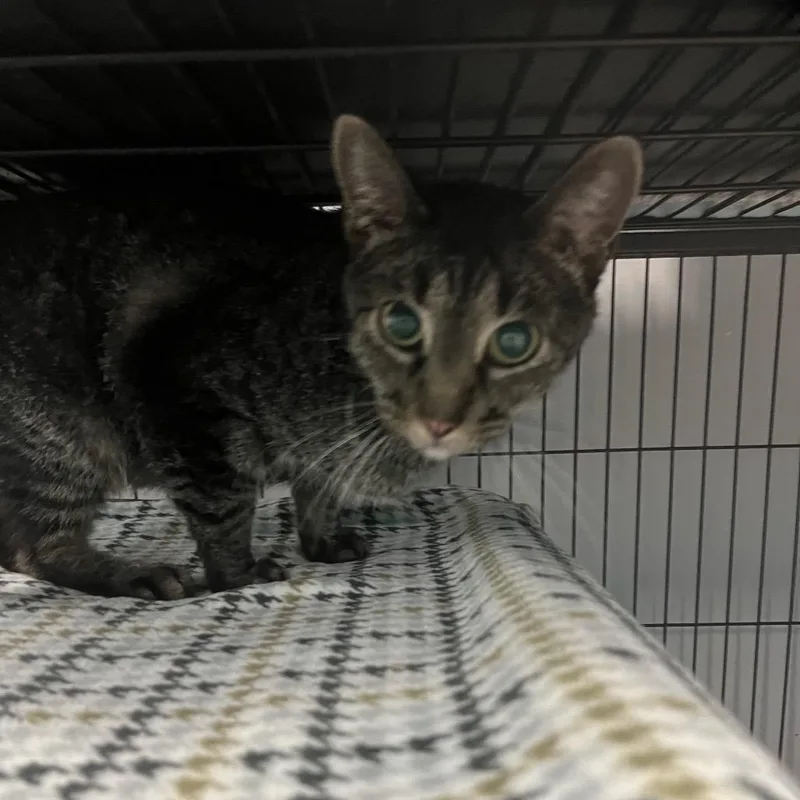 An adult medium-sized female Black Domestic Short Hair cat named Avril for adoption in St. Louis, MO