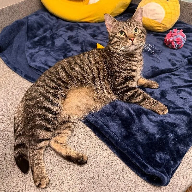 Mackerel thumbnail 2