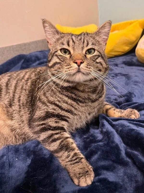 Mackerel thumbnail 3