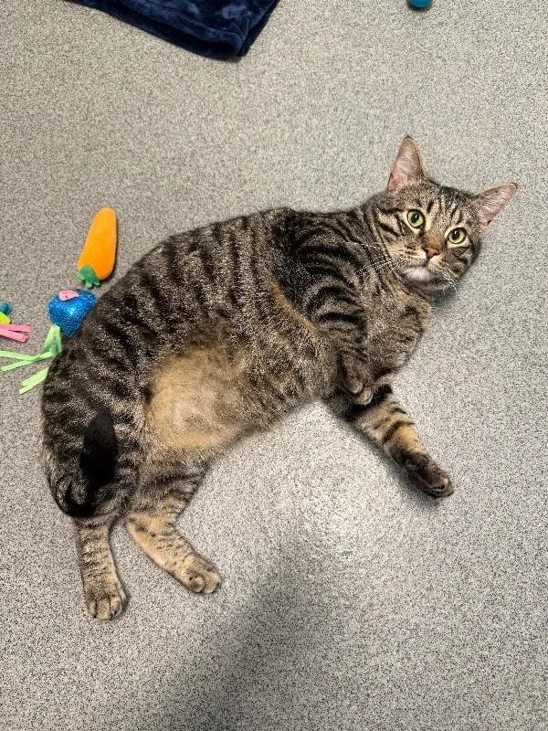 Mackerel thumbnail 4