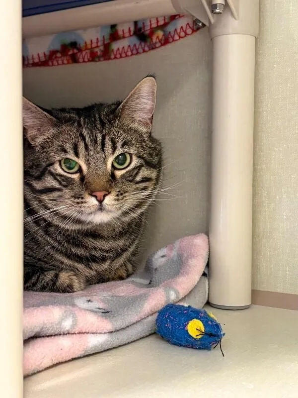 Mackerel thumbnail 5