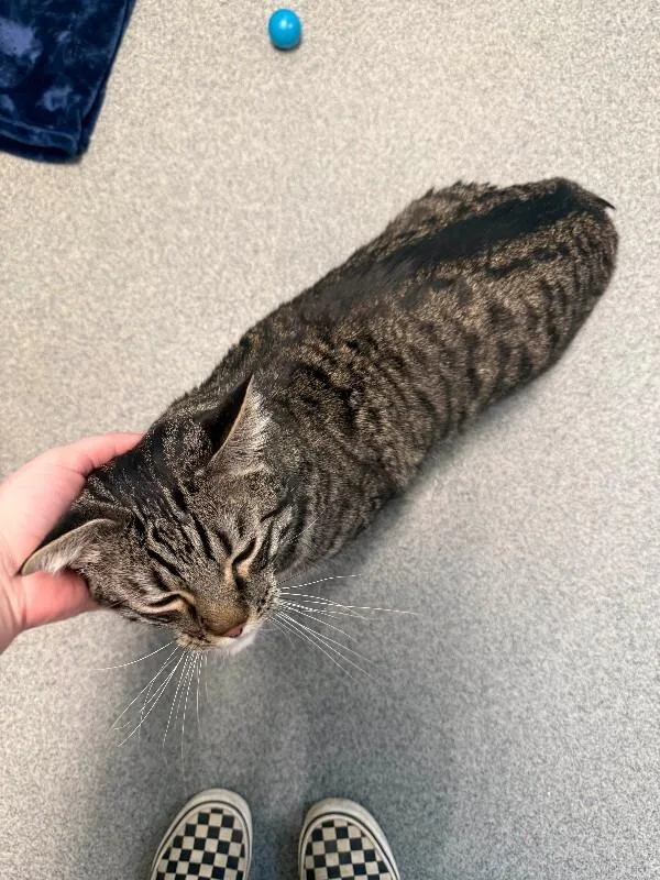 Mackerel thumbnail 6