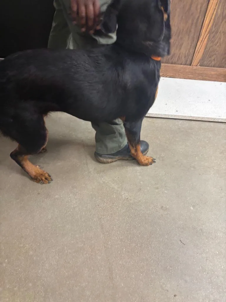 A young medium-sized female Mixed Breed dog named Hoppy Toppy for adoption in Douglasville, GA