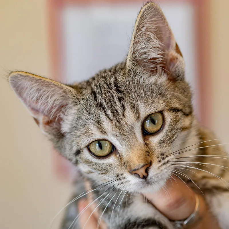 A young medium-sized female Tabby (Gray / Blue / Silver) Tabby cat named Roberta for adoption in Globe, AZ