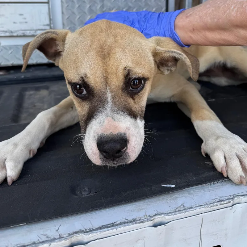 A baby small-sized male Yellow / Tan / Blond / Fawn Pit Bull Terrier dog named Jaiden for adoption in Birmingham, AL