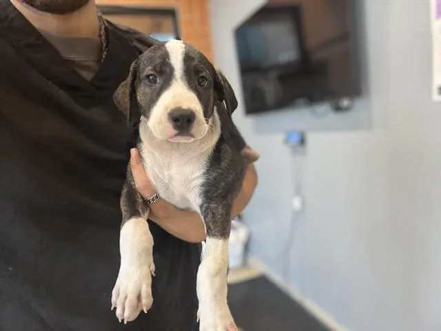 Bonita