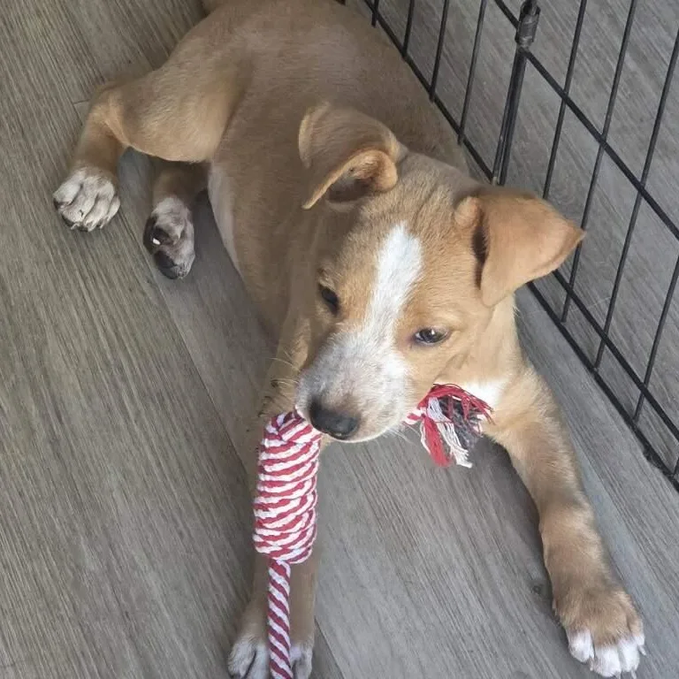 A baby small-sized female Golden Chihuahua dog named Cinnamon Roll for adoption in Carlsbad, CA