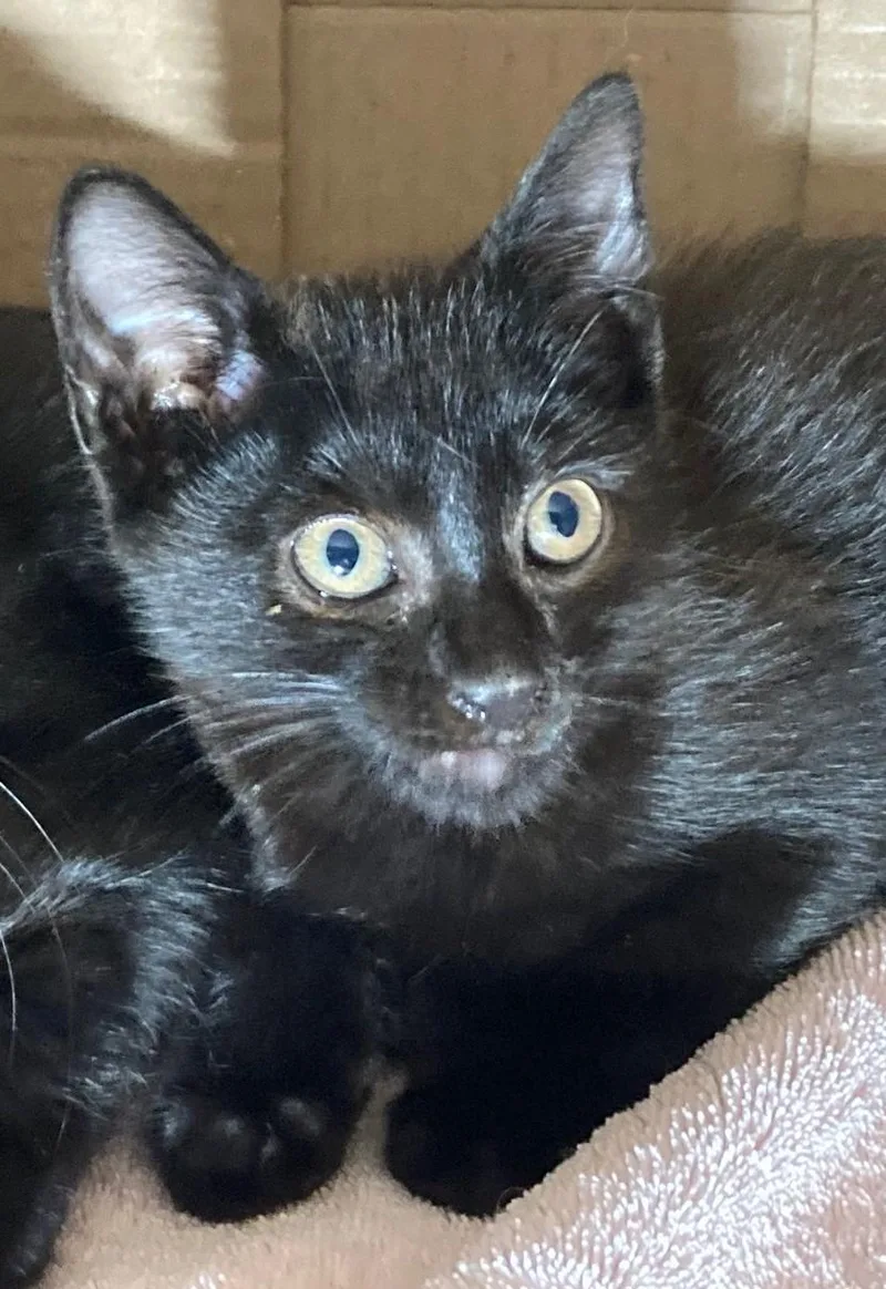A baby medium-sized male Black Domestic Short Hair cat named Hershey for adoption in Watkinsville, GA