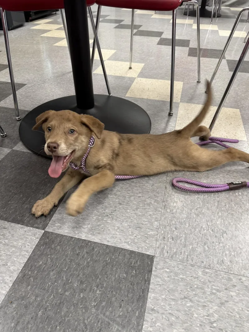 A young medium-sized male Catahoula Leopard Dog dog named Coffee for adoption in Jacksonville, TX