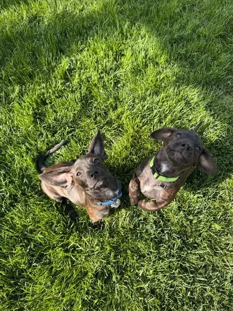 A baby small-sized male Dachshund dog named Luigi for adoption in Salt Lake City, UT