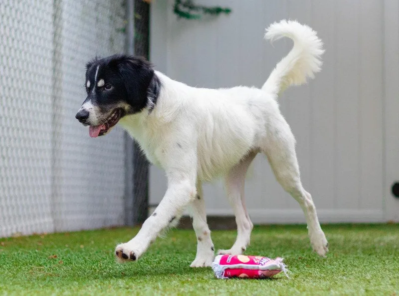 A young medium-sized male Great Pyrenees dog named Meesh for adoption in Bloomfield, CT