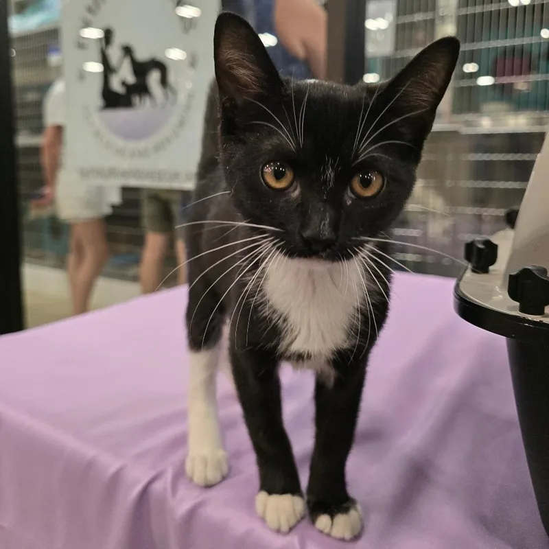 A baby small-sized female Black Domestic Short Hair cat named Shermina for adoption in Williston, FL