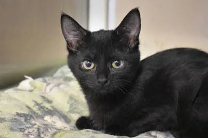 A young medium-sized female Domestic Short Hair cat named Kara for adoption in Kansas City, MO