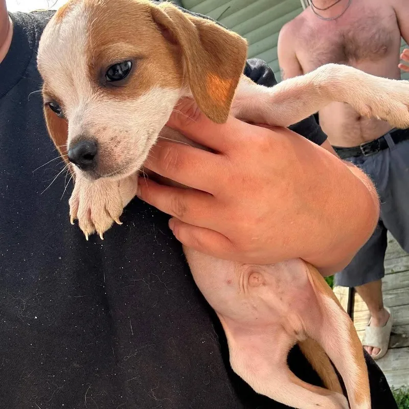 A baby small-sized male Brown / Chocolate Beagle dog named Onyx for adoption in Shinnston, WV