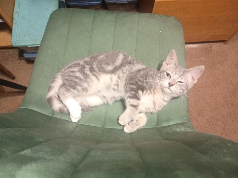 A baby medium-sized male Gray & White Domestic Short Hair cat named Fritz for adoption in Niles, MI
