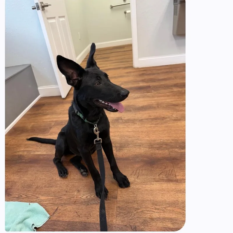 A young medium-sized female Labrador Retriever dog named Ruby for adoption in Raeford, NC