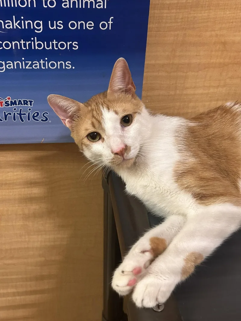 An adult medium-sized male Oriental Short Hair cat named Ginger KSA & Spots for adoption in Herndon, VA