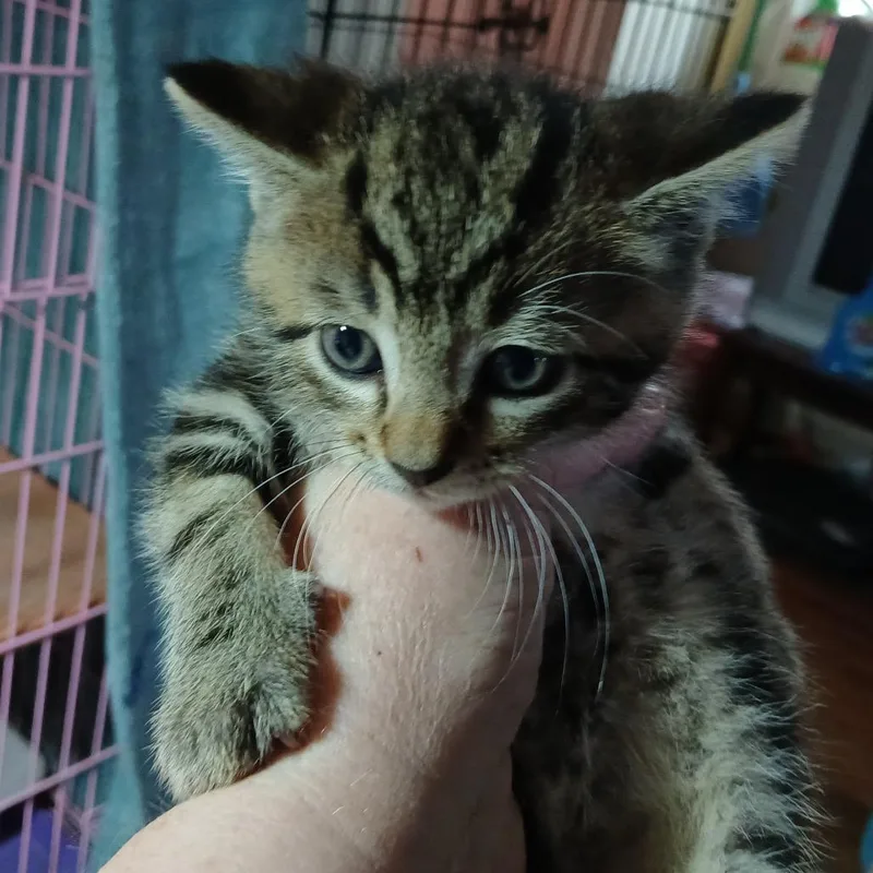 A baby small-sized female Brown / Chocolate Domestic Short Hair cat named Michelle for adoption in Irwin, PA