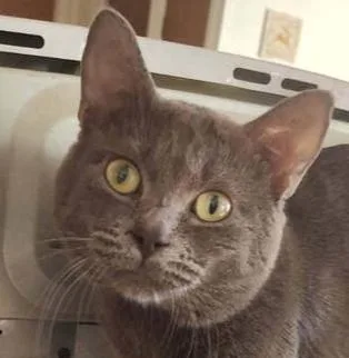 An adult medium-sized male Gray / Blue / Silver Domestic Short Hair cat named Pyramid for adoption in Anoka, MN