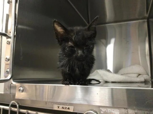 A baby small-sized male Domestic Short Hair cat named Bobo for adoption in Thousand Palms, CA