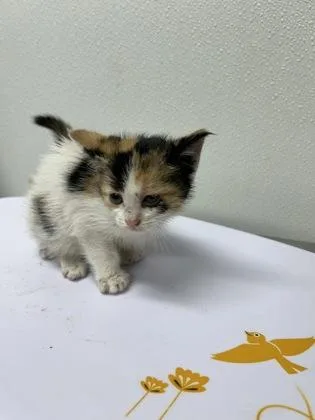 A baby small-sized female Domestic Short Hair cat named Matilda for adoption in West Chester, PA