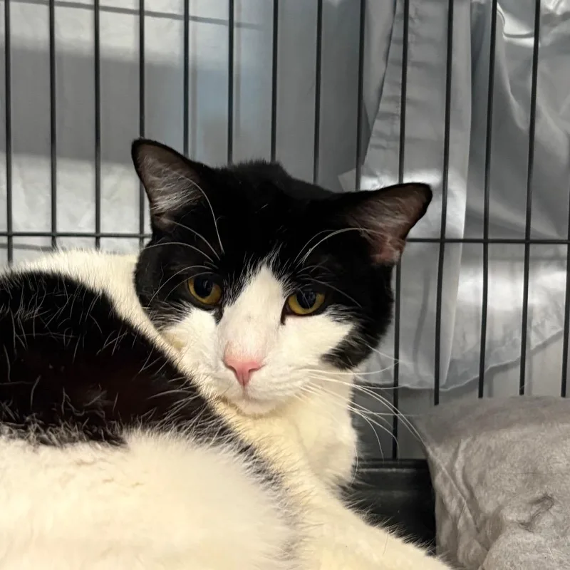 An adult large-sized female White Domestic Short Hair cat named Topanga for adoption in Saugerties, NY