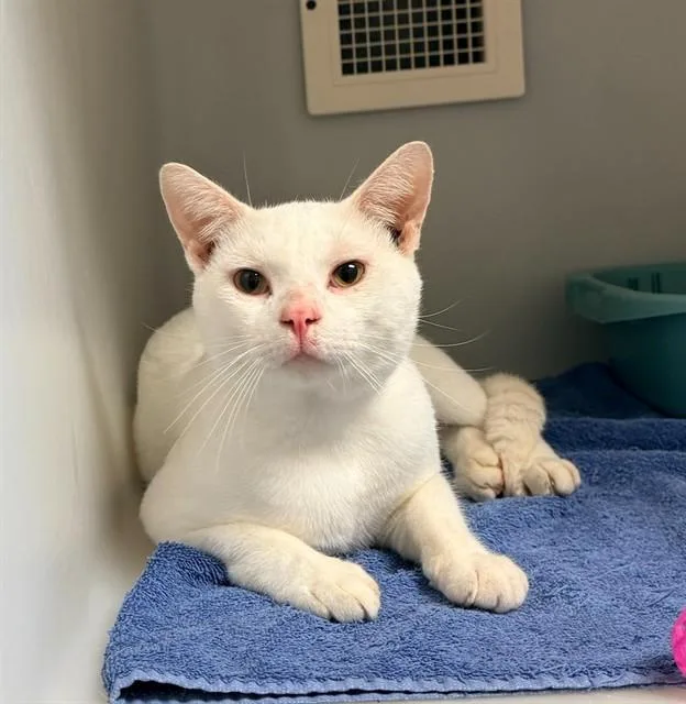 A young medium-sized male Domestic Short Hair cat named Orbit for adoption in Statesville, NC