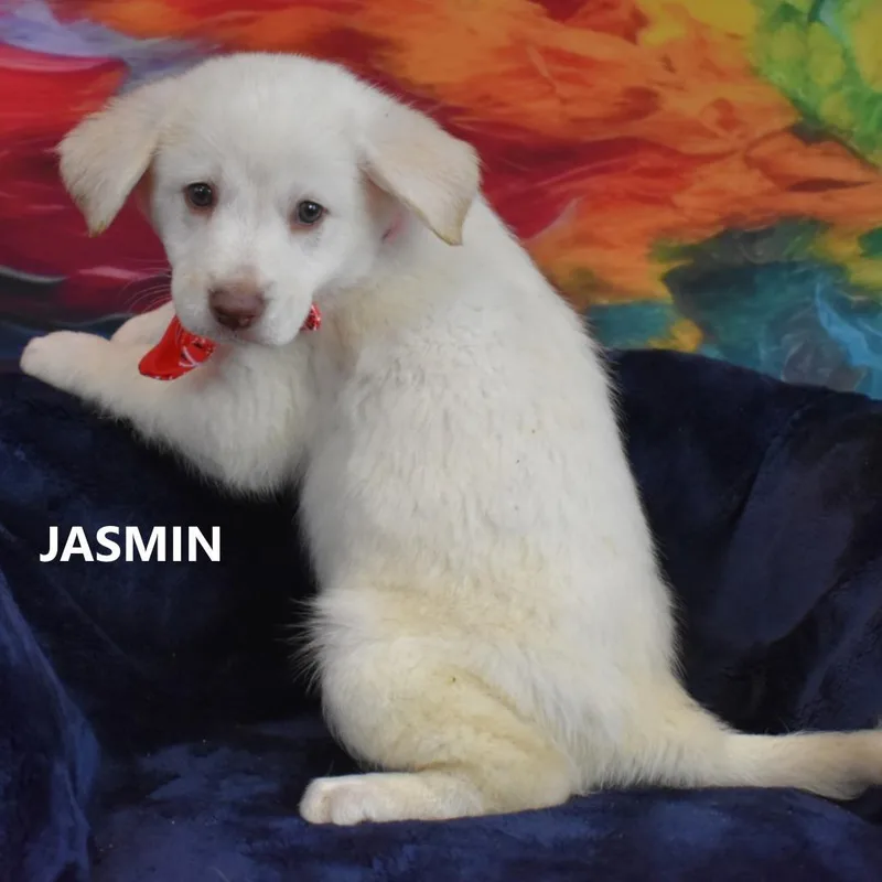 Jasmin