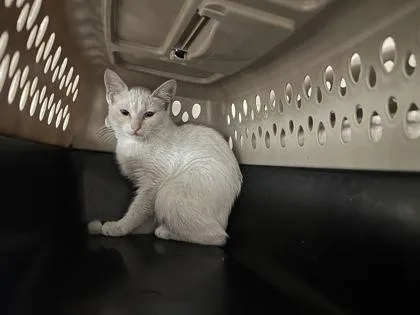 A baby small-sized female White Domestic Short Hair cat named Neptune for adoption in Kansas City, MO