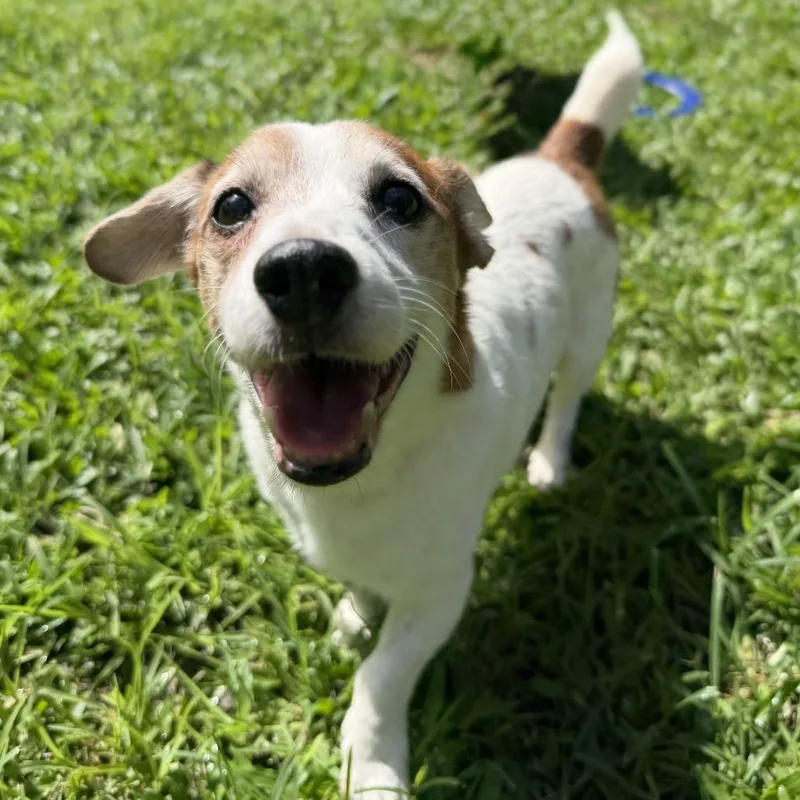 A senior small-sized male White / Cream Jack Russell Terrier dog named Fred for adoption in Keaau, HI