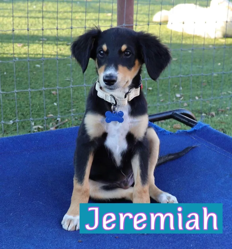 A baby medium-sized male Australian Shepherd dog named Jeremiah for adoption in Keller, TX