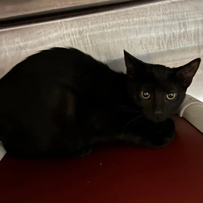A baby small-sized female Black Domestic Short Hair cat named HibiscusFPAC for adoption in Oak Park, IL