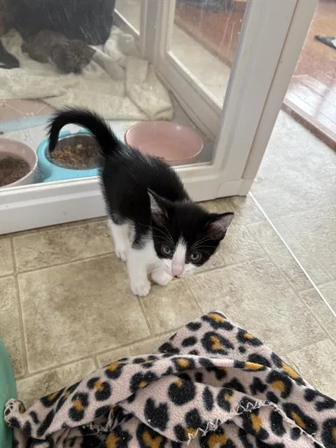 A baby small-sized male Domestic Short Hair cat named Cooper for adoption in Haw River, NC