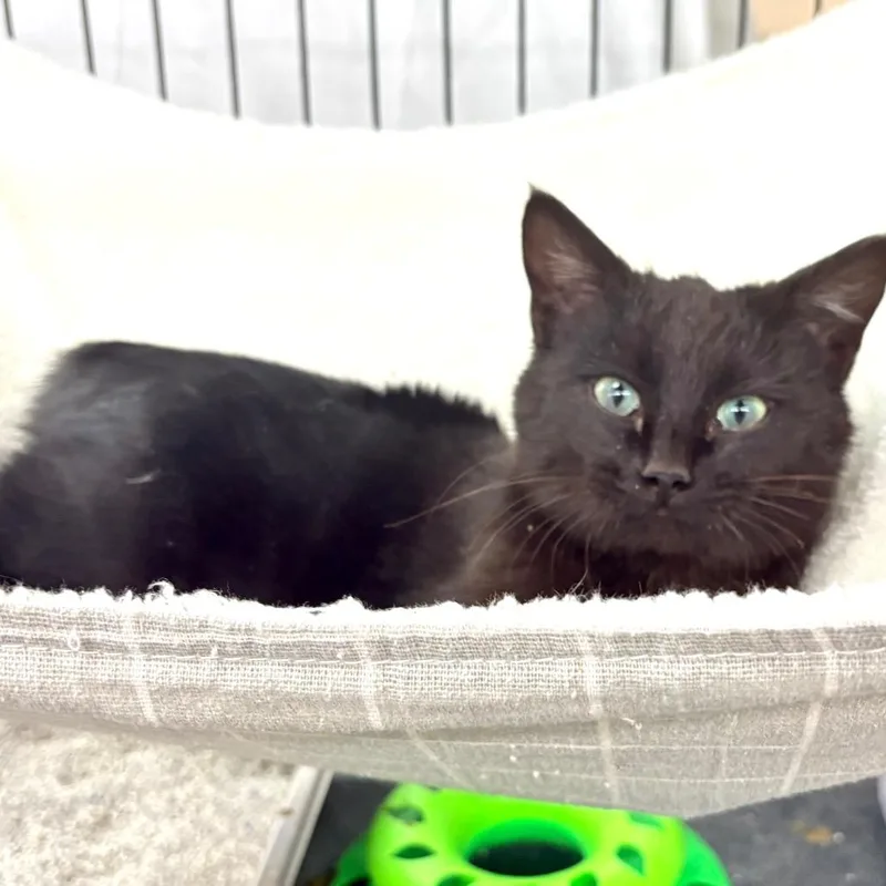 A young medium-sized male Black Manx cat named Shorty for adoption in Blackfoot, ID