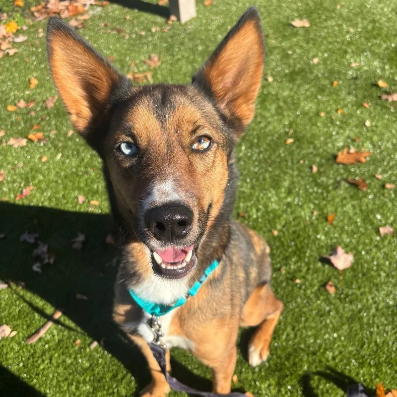 An adult medium-sized male German Shepherd Dog dog named Ruger for adoption in Briarcliff Manor, NY