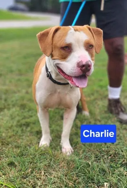 An adult large-sized male Staffordshire Bull Terrier dog named Charlie for adoption in Clinton, MO