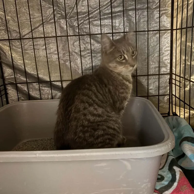 A young small-sized female Gray / Blue / Silver Domestic Short Hair cat named Polish for adoption in Stephenville, TX