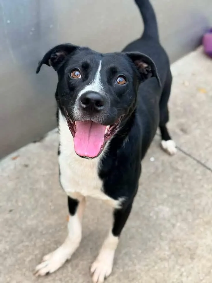 An adult medium-sized male Black Labrador Retriever dog named Cold Brew for adoption in Chicago, IL