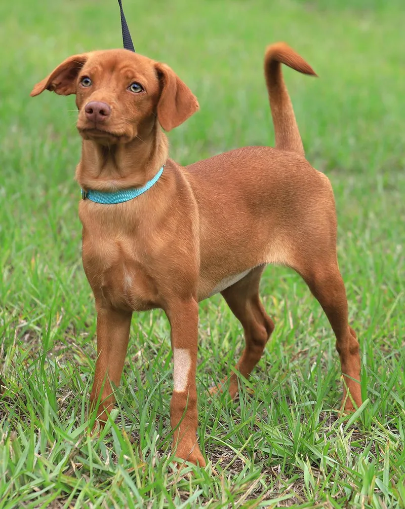 A baby medium-sized female Hound dog named Pocket for adoption in North Fort Myers, FL