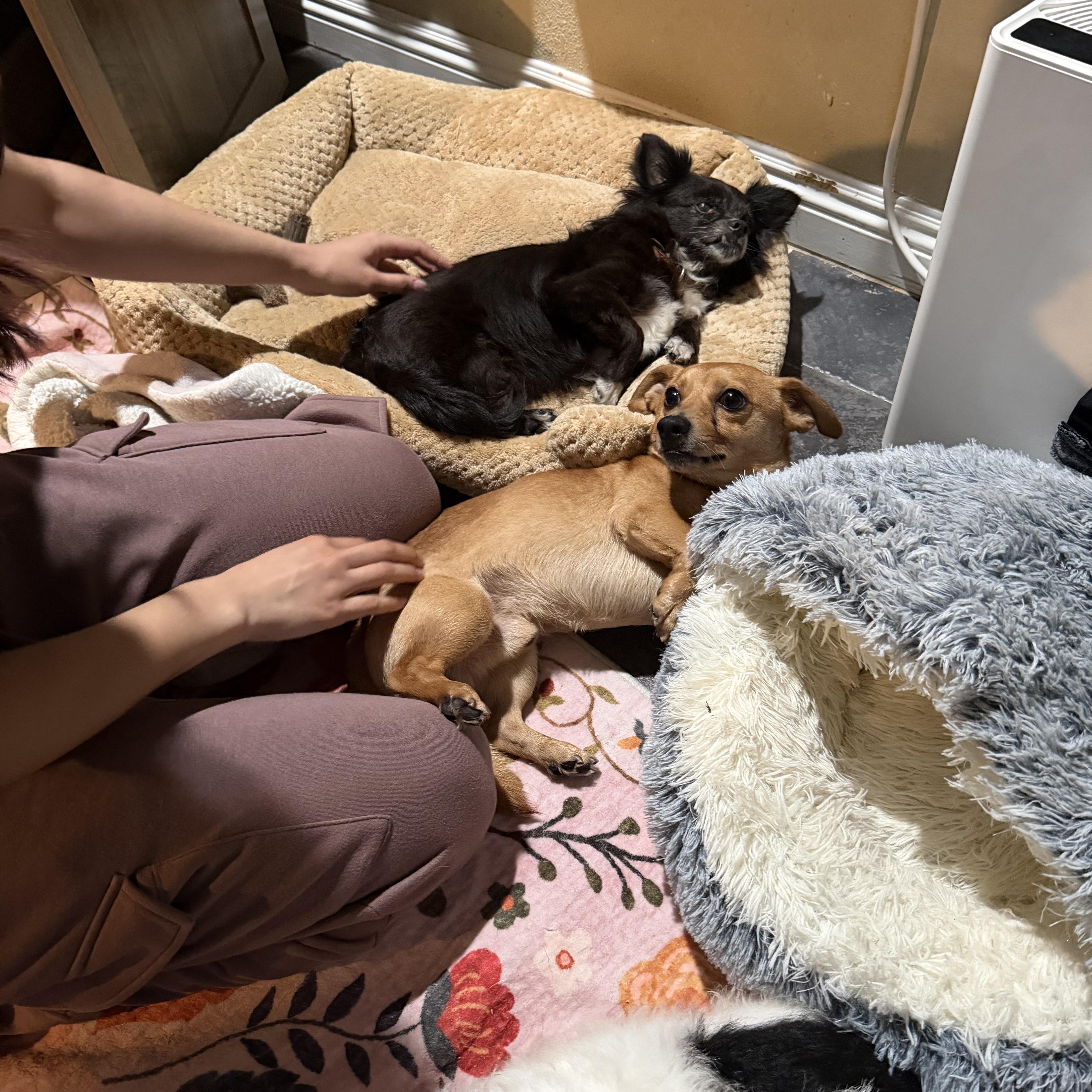 Bella And Peanut thumbnail 3