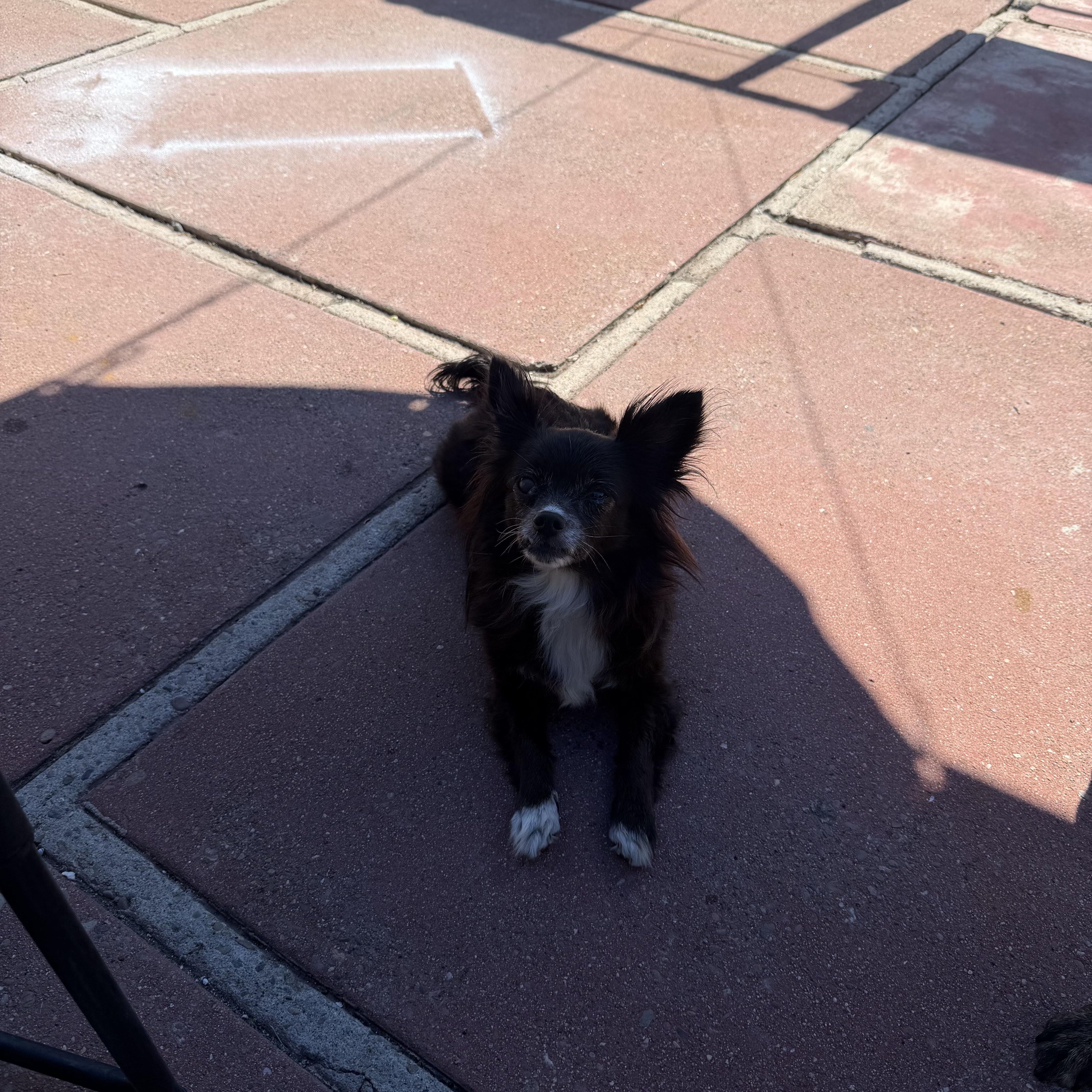 Bella And Peanut thumbnail 4