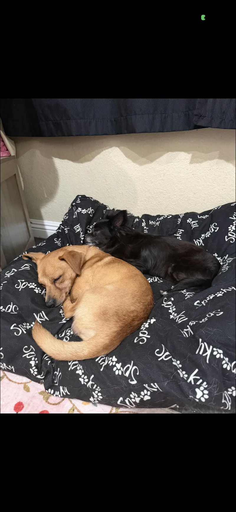 Bella And Peanut thumbnail 6